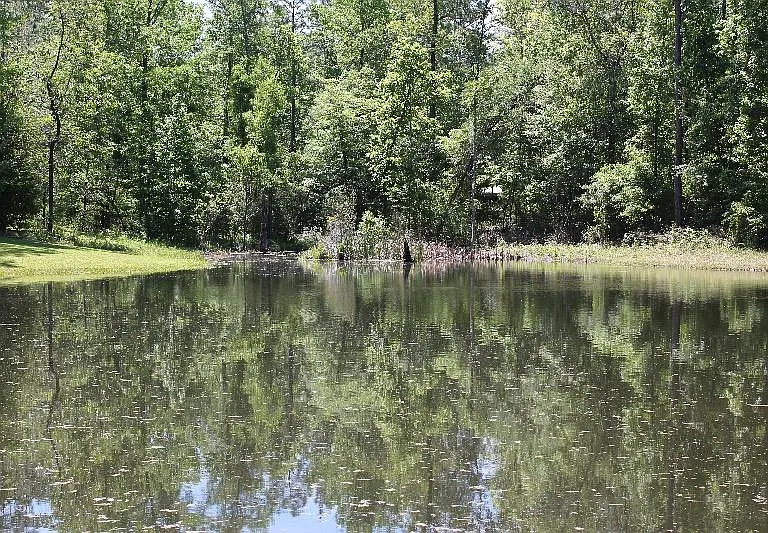 Pond