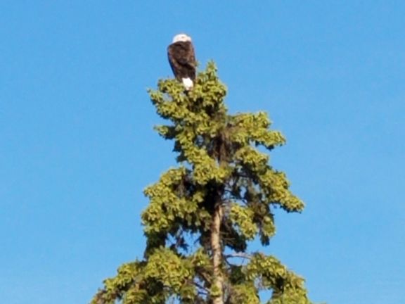 His Majesty in our tree