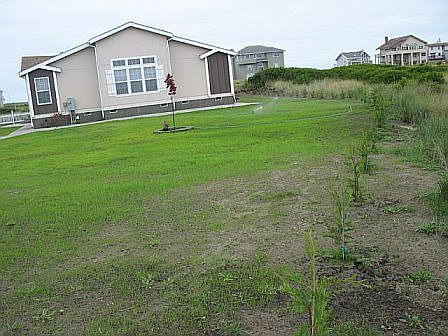 East side garden and shrubs
