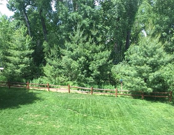 Backyard - summer