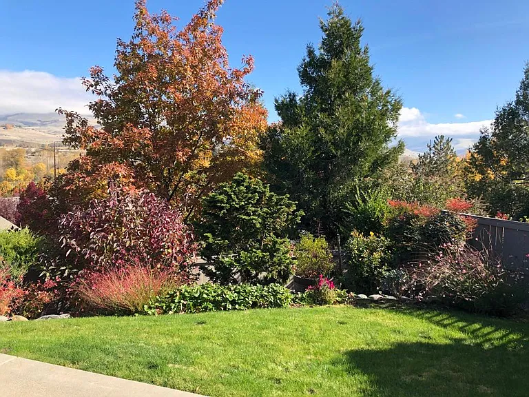 Backyard view