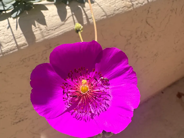 Back deck