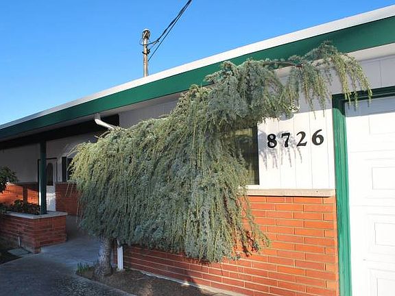 Awesome weeping cedar