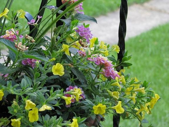 Potted butterfly garden on FP
