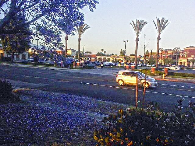 purple tree outside