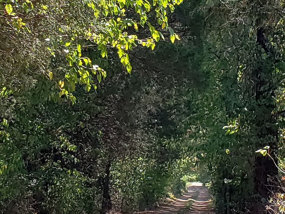 2nd image of 11950 Honey Grove Trl