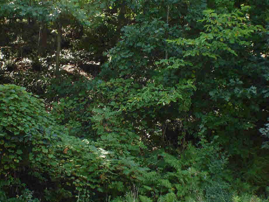 2nd image of 2 Scott Ln