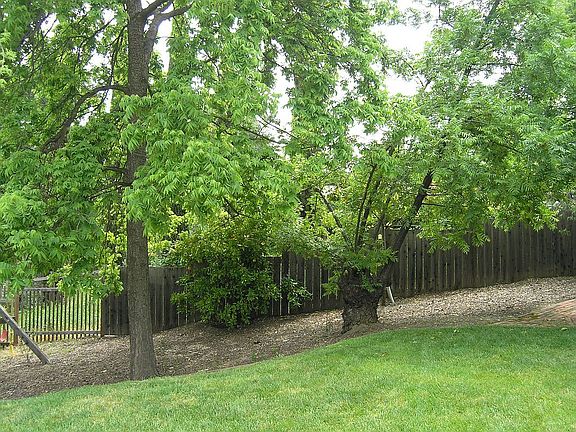 lower yard with pecan and fruit trees