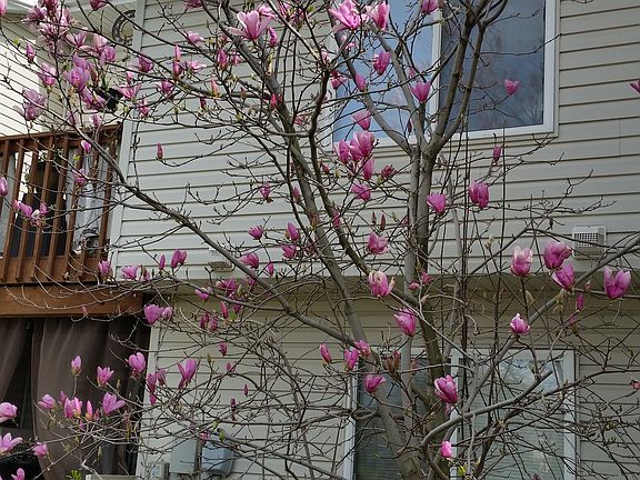 Back yard tree in bloom
