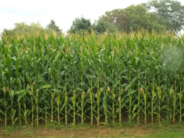 Groezinger, Stockton, IL 61085