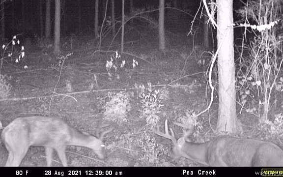 3rd image of 1059 County Road 330 Cir