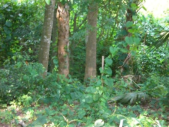 Back part of property w/creek