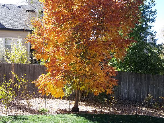 Beautiful backyard trees