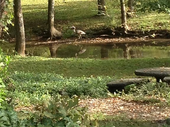Wildlife and creek.