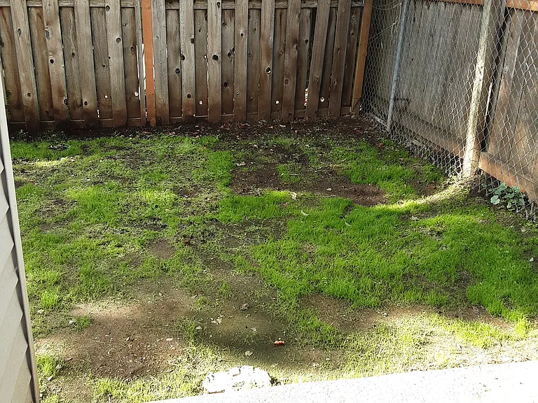 Fenced back yard