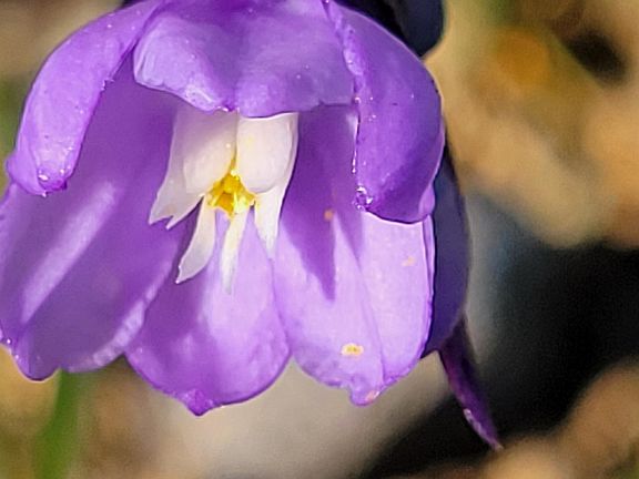 5th image of LOT 41 Quail Ridge Rd