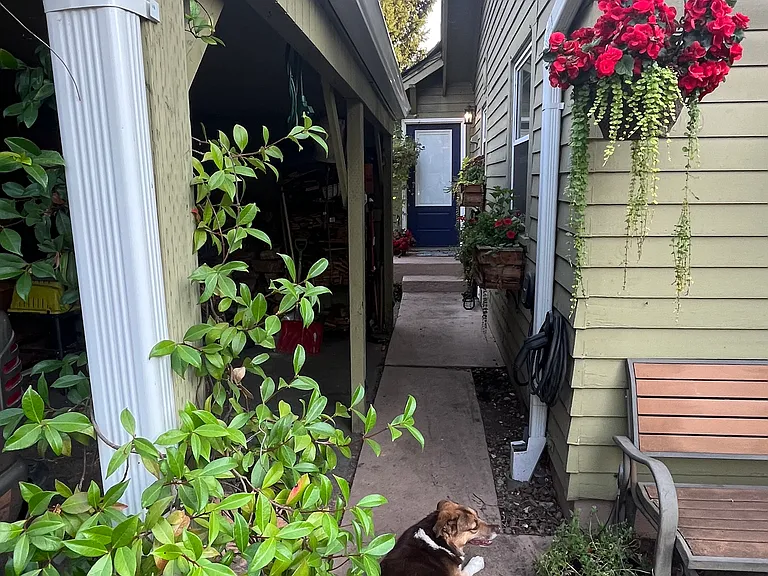 dog isn't included