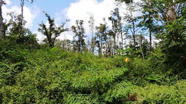 2nd image of Pahoa Rd Lot 651