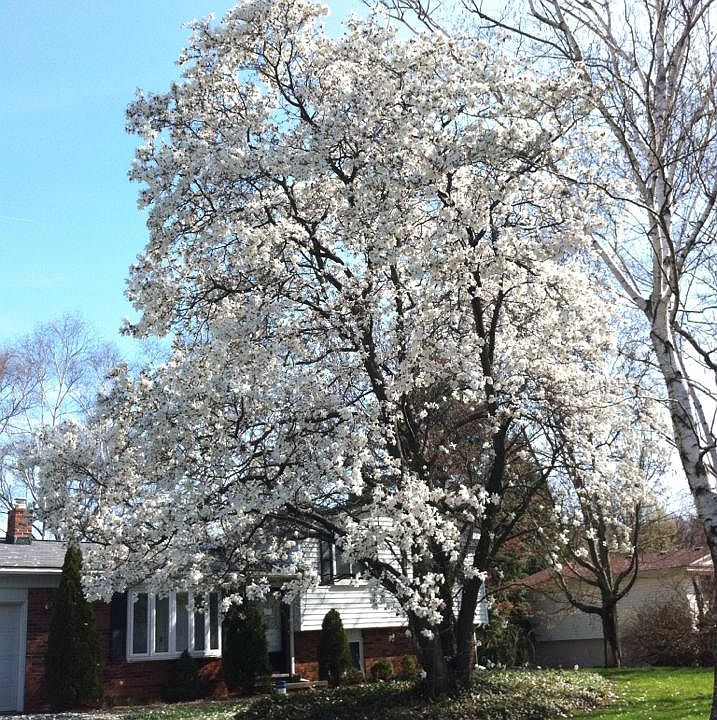 Beautiful Magnolia Tree