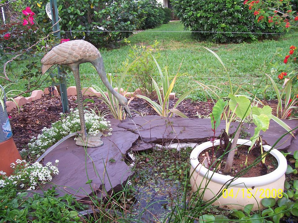 Koi pond