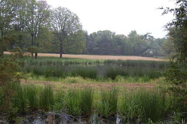 Pond