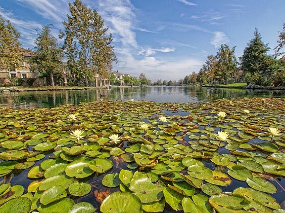 Lilypads on the Lake