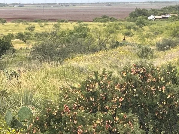 Tbd4 County Rd #405, Merkel, TX 79536