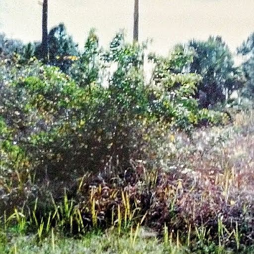 2nd image of Norton Dr