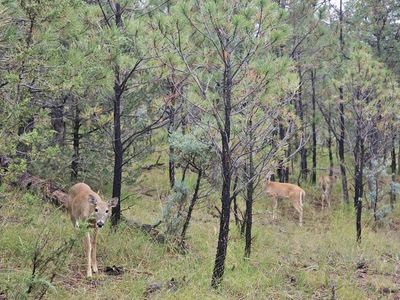 0 W Young Canyon Rd, Cloudcroft, NM, 88317