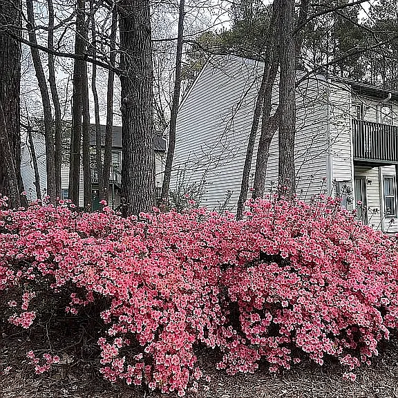 121 Ashley Forest Rd — Photo 21