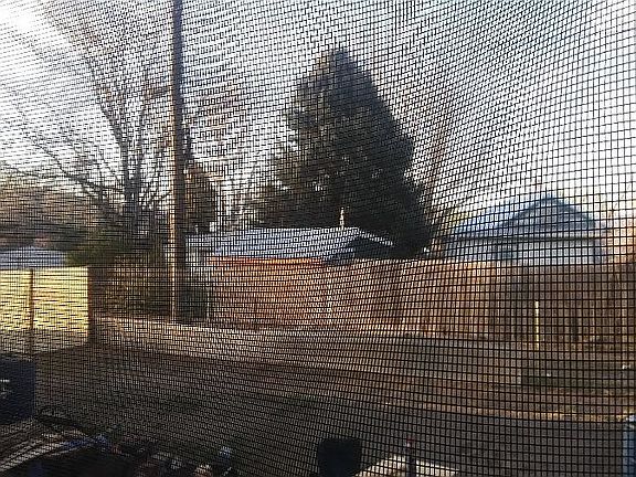 Back yard 