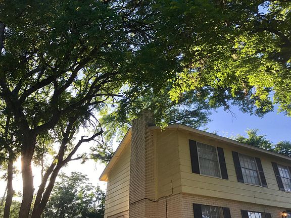 Beautiful large trees for shade and cooler temps in the summer