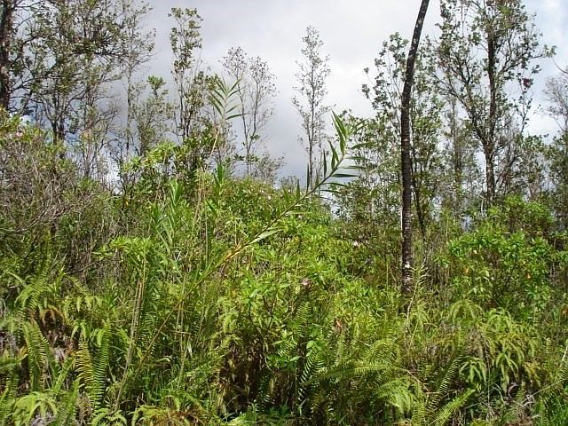 1st image of 39th Ave Lot 74