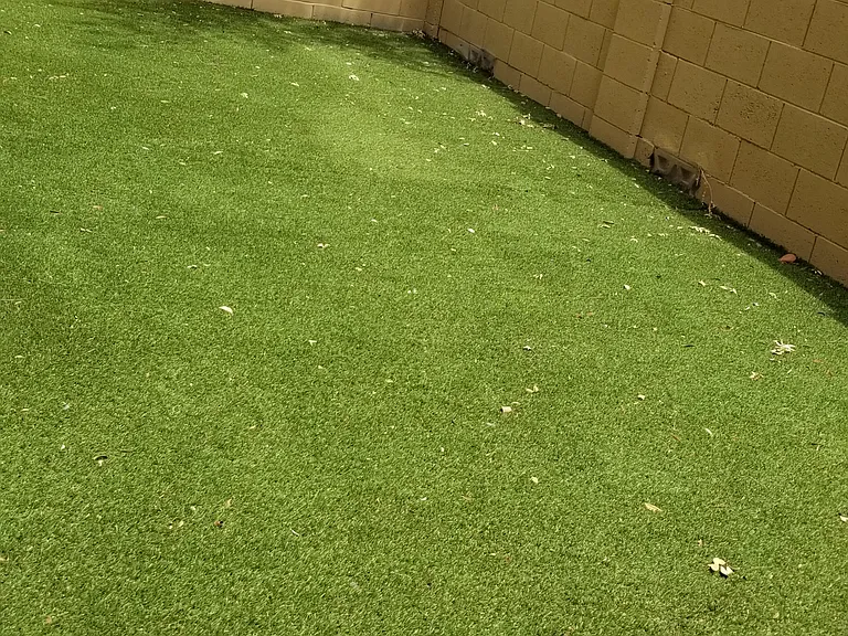 Backyard - turf.
