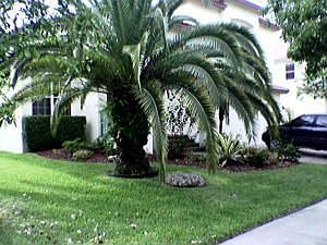 Frontal View