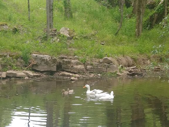 3rd image of 216 Sullivan Bend Rd