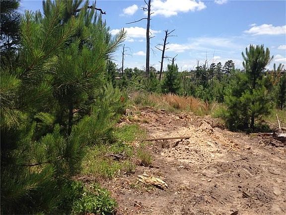 Some rough ground will be smoothed out and ready for children to run and play between the pine trees