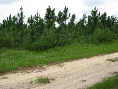 Sandy Ridge Ave, Clermont, FL, 34714