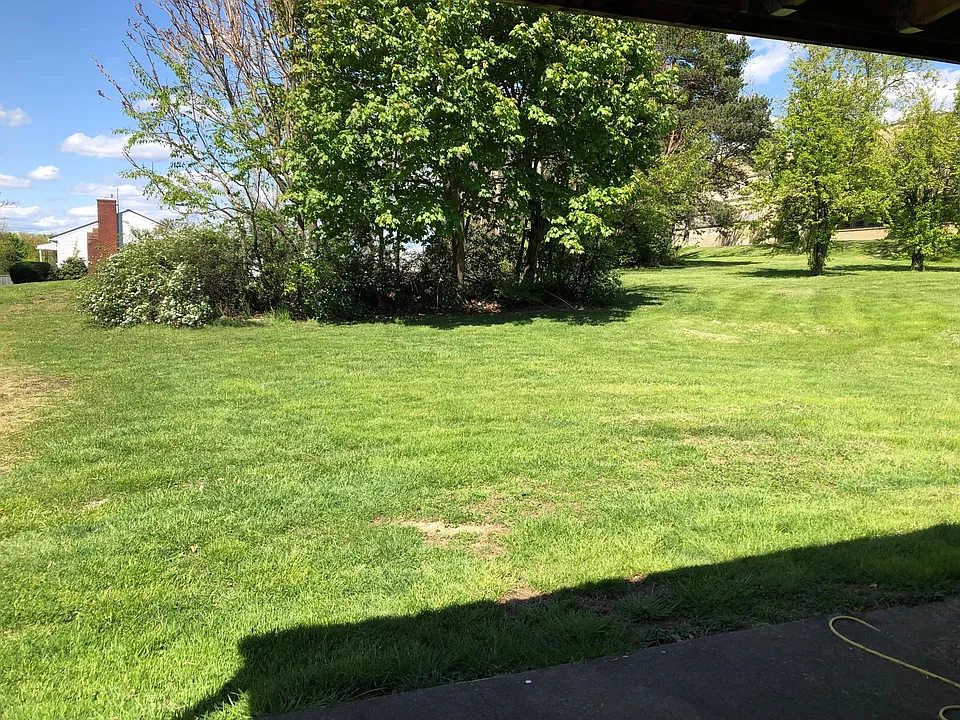 Back yard