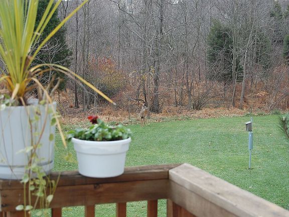 Back yard adjacent to wildlife habitat