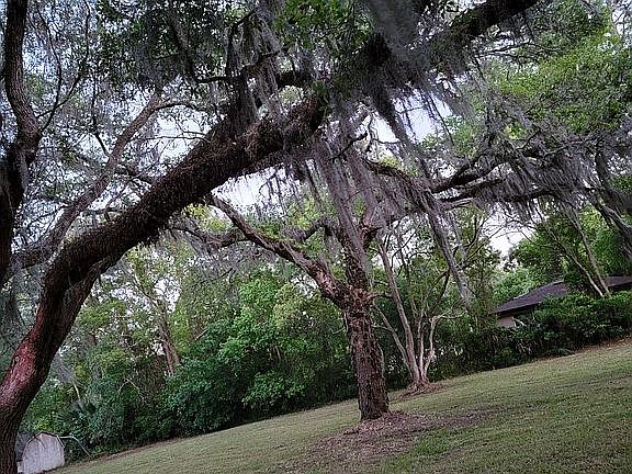 Beautiful oaks almost midway