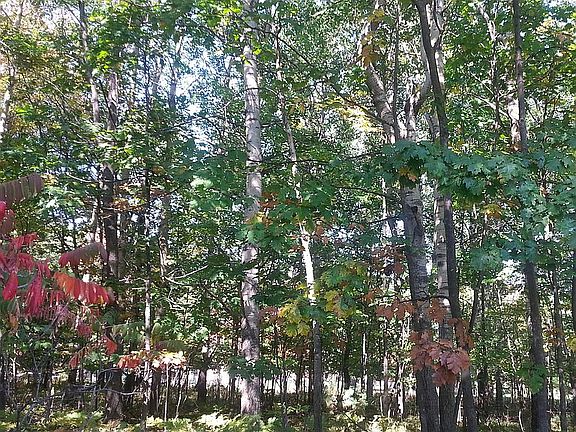 Fall Color