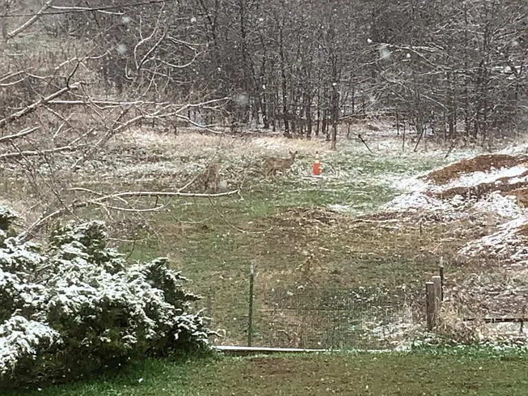 Deer, elk, foxes, and other wildlife are common in the open space