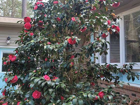 Camellias