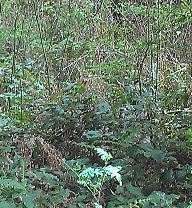2nd image of 251 XX SE 367th Way