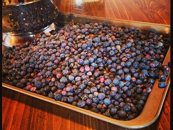Blueberries galore!