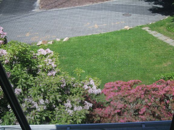 View from W front dormer