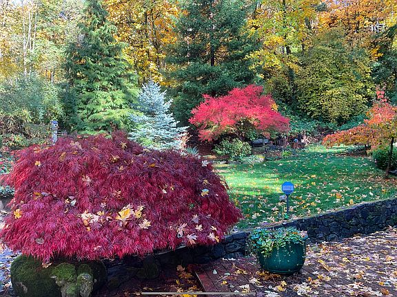 Front yard in the fall