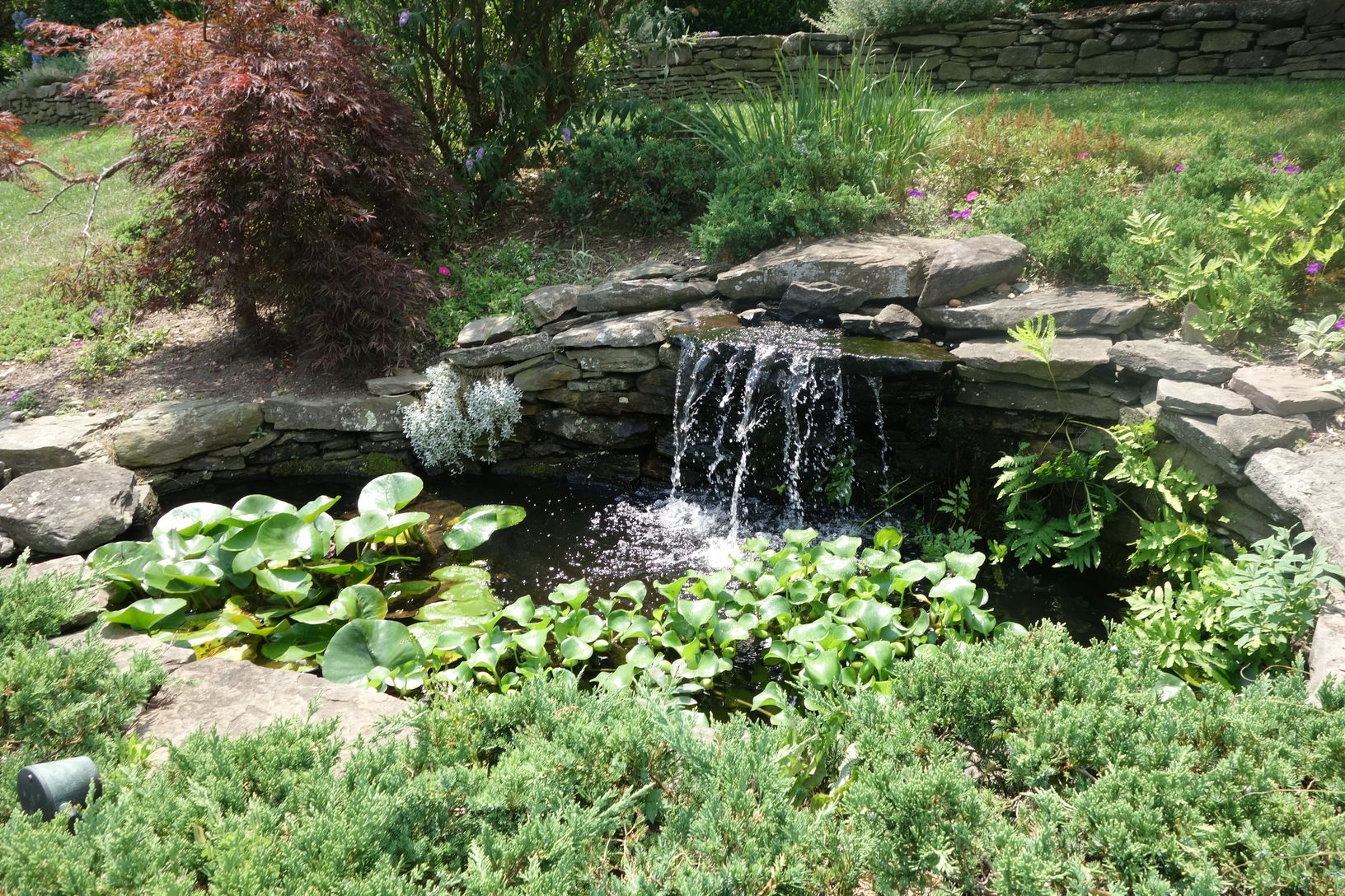  The Koi fish pond.