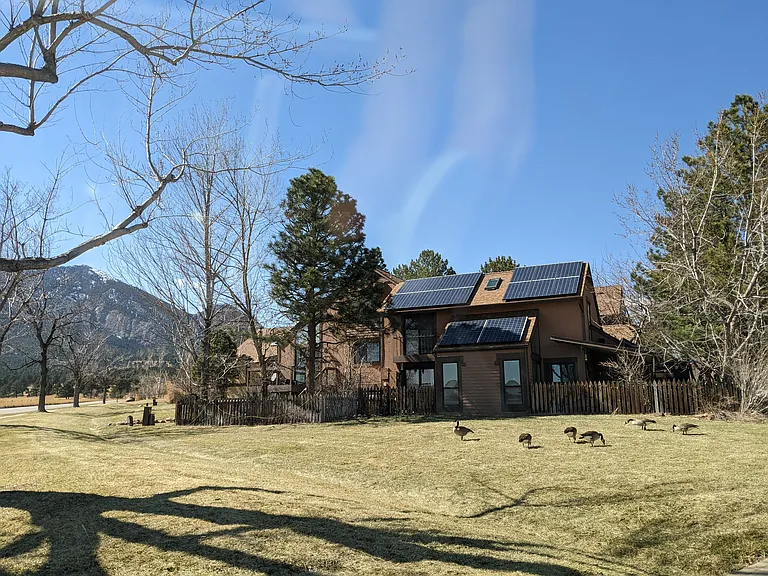 Geese in your backyard.